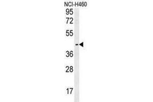 Western blot analysis in NCI-H460 cell line lysates (35ug/lane) using LAPTM5  Antibody (N-term). (LAPTM5 anticorps  (N-Term))