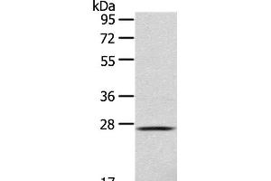 Western Blot analysis of 293T cell using CLEC4D Polyclonal Antibody at dilution of 1:123