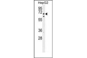 Western blot analysis of TMEM112B / TMEM153 Antibody (C-term) in HepG2 cell line lysates (35ug/lane).