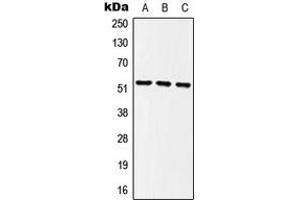Western blot analysis of MINA53 expression in HEK293T (A), NIH3T3 (B), PC12 (C) whole cell lysates. (MINA anticorps  (Center))