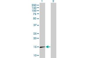 Western Blot analysis of SNCA expression in transfected 293T cell line by SNCA MaxPab polyclonal antibody. (SNCA anticorps  (AA 1-140))