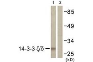 Western blot analysis of extracts from K562 cells, using 14-3-3 zeta/delta (Ab-232) Antibody.