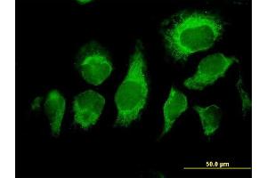 Immunofluorescence of purified MaxPab antibody to MDS028 on HeLa cell. (ITFG2 anticorps  (AA 1-447))