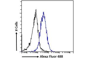 (ABIN263149) Flow cytometric analysis of paraformaldehyde fixed A549 cells (blue line), permeabilized with 0. (ETV1 anticorps  (Internal Region))