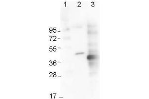 Western Blot using  Immunochemicals' Mouse Anti-6x-His Epitope Tag Monoclonal Antibody showing detection of the 6xHis sequence on N-terminally-tagged (lane 2) and C-terminally-tagged recombinant proteins (lane 3). (His Tag anticorps  (Cy3))
