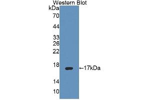 Figure. (PTPMT1 anticorps  (AA 71-197))