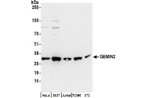 Western Blotting (WB) image for anti-Gem (Nuclear Organelle) Associated Protein 2 (GEMIN2) (AA 25-75) antibody (ABIN7450278)