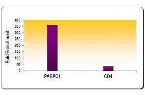 ChIP of Histone H3 acetyl Lys9 mAb.