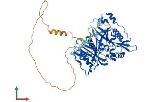 AlphaFold protein structure predicition of Human Recombinant NMT2 Protein, UniprotID O60551