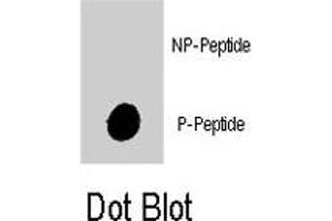 Dot blot analysis of PIK3C3 (phospho S282) polyclonal antibody  on nitrocellulose membrane. (PIK3C3 anticorps  (pSer282))