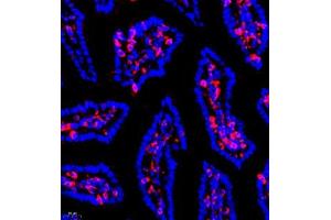 Immunofluorescence of paraffin embedded mouse small intestine using SHF-1 (ABIN7075710) at dilution of 1:600 (400x lens)