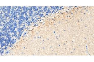 ABIN184729 (5µg/ml) staining of paraffin embedded Human Cortex. (PEBP1 anticorps  (C-Term))
