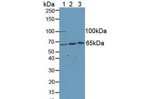 Figure. (KLC1 anticorps  (AA 1-254))