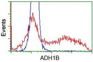 HEK293T cells transfected with either RC205391 overexpress plasmid (Red) or empty vector control plasmid (Blue) were immunostained by anti-ADH1B antibody (ABIN2454586), and then analyzed by flow cytometry. (ADH1B anticorps)