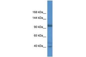 Image no. 1 for anti-Actin Filament Associated Protein 1-Like 2 (AFAP1L2) (AA 66-115) antibody (ABIN6746781) (AFAP1L2 anticorps  (AA 66-115))