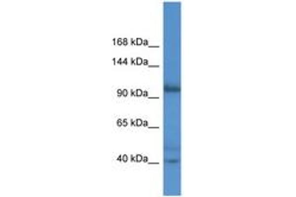 AFAP1L2 Antikörper  (AA 66-115)