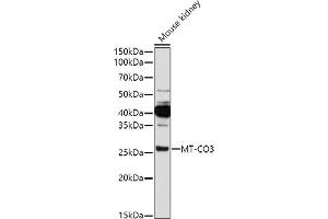 Western blot analysis of extracts of Mouse kidney, using MT-CO3 antibody (ABIN7266635) at 1:1000 dilution. (COX3 anticorps)