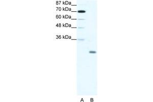 Western Blotting (WB) image for anti-Inhibitor of DNA Binding 4, Dominant Negative Helix-Loop-Helix Protein (ID4) antibody (ABIN2461635) (ID4 anticorps)