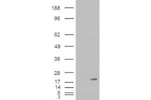 Western Blotting (WB) image for anti-Phospholipase A2, Group IB (PLA2G1B) (C-Term) antibody (ABIN2466123) (PLA2G1B anticorps  (C-Term))