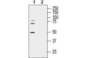 Western blot analysis of human Jurkat T-cell leukemia cell line lysate: - 1.