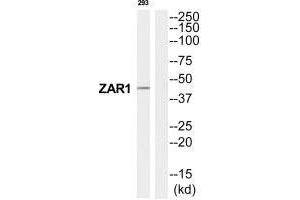Western blot analysis of extracts from 293 cells, using ZAR1 antibody. (Zygote Arrest 1 anticorps  (C-Term))