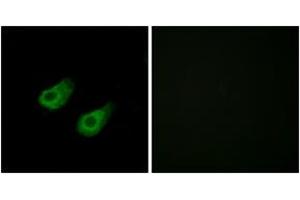 Immunofluorescence (IF) image for anti-Mitogen-Activated Protein Kinase 8 Interacting Protein 3 (MAPK8IP3) (AA 621-670) antibody (ABIN2889810) (JIP3 anticorps  (AA 621-670))