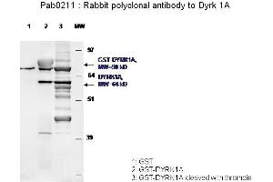 Image no. 1 for anti-Dual-Specificity tyrosine-(Y)-phosphorylation Regulated Kinase 1A (DYRK1A) antibody (ABIN347093)