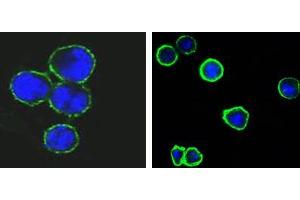 Confocal immunofluorescence analysis of methanol-fixed BCBL-1 (left) and L1210 (right) cells using CD37 mouse mAb(green), showing membrane localization. (CD37 anticorps)