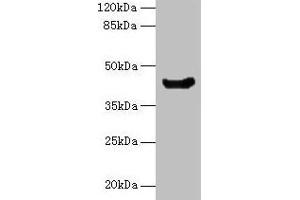 anti-MANA (AA 1-391) antibody