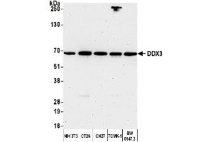 Western Blotting (WB) image for anti-DEAD (Asp-Glu-Ala-Asp) Box Polypeptide 3, X-Linked (DDX3X) (AA 1-50) antibody (ABIN7454637) (DDX3X anticorps  (AA 1-50))