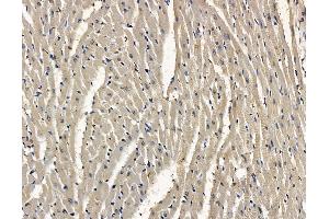ABIN7096895 and ABIN7100961 at 1/100 staining rat heart tissue by IHC-P. (MPV17L2 anticorps)
