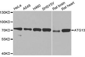 Western blot analysis of extracts of various cell lines, using ATG13 antibody. (ATG13 anticorps)
