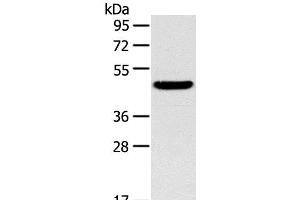 Western Blot analysis of Mouse liver tissue using TM7SF2 Polyclonal Antibody at dilution of 1:400 (TM7SF2 anticorps)
