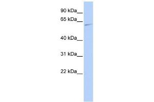 MAPK15 antibody used at 1 ug/ml to detect target protein.
