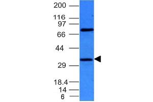 Western Blot of HepG2 cell lysate using BCL10 Mouse Monoclonal Antibody (BL10/411). (BCL10 anticorps  (AA 122-168))