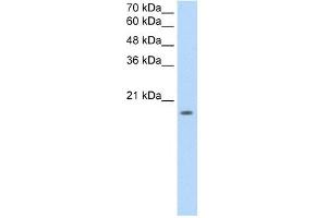 EDG8 antibody used at 2. (S1PR5 anticorps  (N-Term))