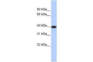 Western Blotting (WB) image for anti-Lipid Phosphate Phosphatase-Related Protein Type 5 (LPPR5) antibody (ABIN2458867)