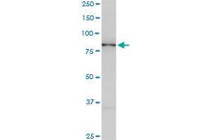 SMURF1 monoclonal antibody (M01), clone 1D7.