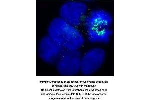 Image no. 2 for anti-Budding Uninhibited By Benzimidazoles 1 Homolog beta (Yeast) (BUB1B) antibody (ABIN363218) (BUB1B anticorps)