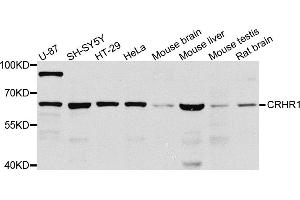 Western blot analysis of extracts of various cell lines, using CRHR1 antibody (ABIN5974846) at 1/1000 dilution. (CRHR1 anticorps)
