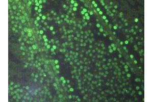 Detection of H3 in Rat Testis Tissue using Polyclonal Antibody to Histone H3 (H3)