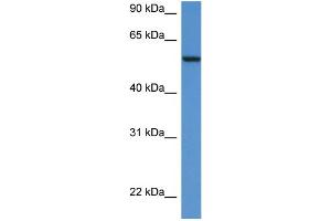 Western Blotting (WB) image for anti-Proto-oncogene tyrosine-protein kinase Src (Src) (N-Term) antibody (ABIN2779669)