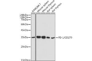 Western blot analysis of extracts of various cell lines, using PD-1/CD279 antibody (ABIN6127594, ABIN6145334, ABIN6145335 and ABIN6221230) at 1:500 dilution. (PD-1 anticorps  (AA 21-170))