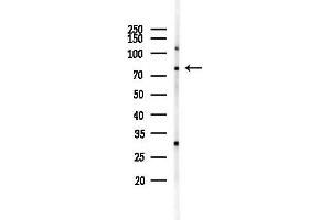 anti-DBF4 Homolog (DBF4) (Internal Region) antibody