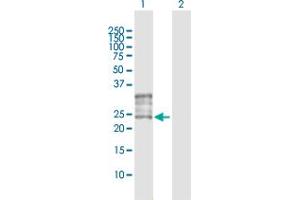 Western Blot analysis of FOLR1 expression in transfected 293T cell line by FOLR1 MaxPab polyclonal antibody. (FOLR1 anticorps  (AA 1-257))