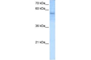 Western Blotting (WB) image for anti-Recombination Signal Binding Protein For Immunoglobulin kappa J Region (RBPJ) antibody (ABIN2460193) (RBPJ anticorps)
