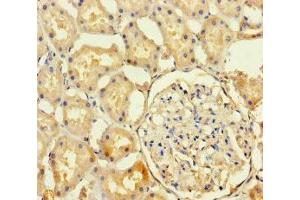 Immunohistochemistry of paraffin-embedded human kidney tissue using ABIN7154855 at dilution of 1:100 (HSPA12B anticorps  (AA 201-500))