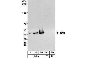 Western Blotting (WB) image for anti-N-Myc (And STAT) Interactor (NMI) (C-Term) antibody (ABIN7454518)