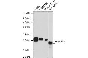 Western blot analysis of extracts of various cell lines, using SRSF3 Rabbit mAb (ABIN7270216) at 1:1000 dilution. (SRSF3 anticorps)