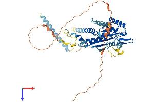 AlphaFold protein structure predicition of Mouse Recombinant Septin4 Protein, UniprotID P28661
